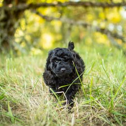 Poodle Puppies from Northwest pets Poodles