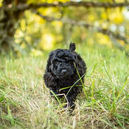 Poodle Puppies from Northwest pets Poodles