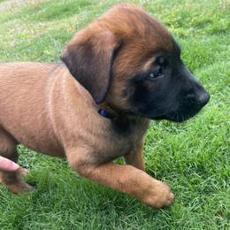 Hakoda - Mahogany male xDutch Shepherd puppy in Chelsea, Alabama from Alliance K9