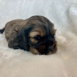 Cocker Spaniel Puppies from Jennifer Dees