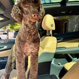 CoCo - Poodle