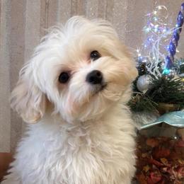Teo - Cream male Maltipoo puppy in Chattanooga, Tennessee from Joy-fur puppies