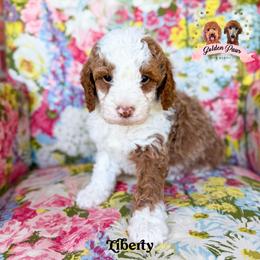 Liberty - female Bernedoodle puppy in Clinton, Oklahoma from Golden Paws Fur Babies