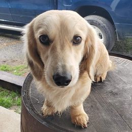 Garrett - Dachshund