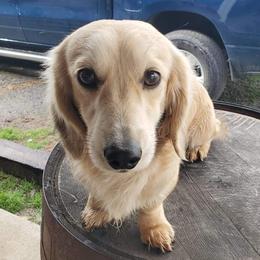 Garrett - Dachshund
