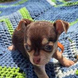 Rusty - Chocolate and tan male Chihuahua puppy in Plainfield, Indiana from Abby's Pampered Pooches