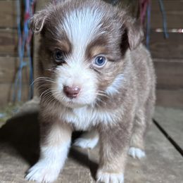 Stripes - Red tri male Miniature Australian Shepherd puppy in Greenboro, North Carolina from Rustlingrass Miniature American Shepherds