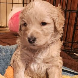 Boy 3 - Cream Labradoodle puppy in Fostoria, Michigan from North Country Kennel Club