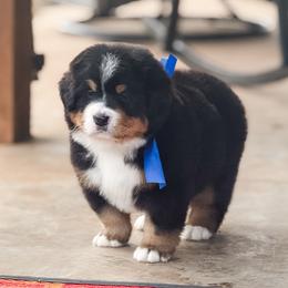 Kevin - Black and rust male Bernese Mountain Dog puppy in Purcell, Oklahoma from Swiss Berner Bears