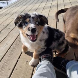 Hudson - Blue merle male Australian Shepherd puppy in Solon, Maine from Mountain Range Australian Shepherds