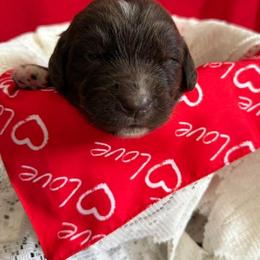 Chip - White and brown male Newfoundland puppy in Goodhue, Minnesota from Claypits Newfoundlands