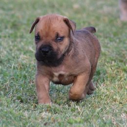 Grey - Brown male Boerboel puppy in Shawnee, Oklahoma from TXT Boerboels