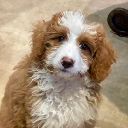 Penny - Bernedoodle