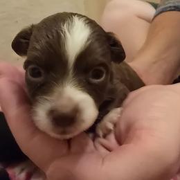 Higanbana - Red & white female Toy Australian Shepherd puppy in Arlington, Texas from CopperHead Aussies
