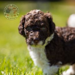 Bernedoodle, Saint Berdoodle, and Sheepadoodle Puppies from Yankee Doodle Puppies