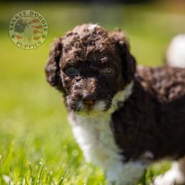 Bernedoodle, Saint Berdoodle, and Sheepadoodle Puppies from Yankee Doodle Puppies