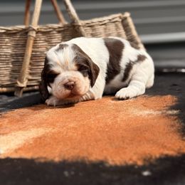 Garlic - Tri-Roan male English Springer Spaniel puppy in Uvalda, Georgia from Willow Creek Farms