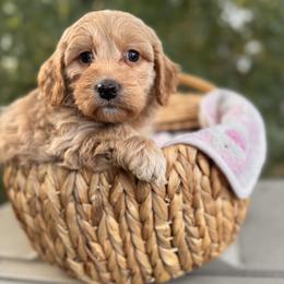 Girl 3 - Cream female Goldendoodle puppy in Vacaville, California from Starlight Goldendoodles