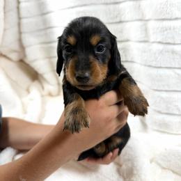 Black and tan boy - Black and tan male Dachshund puppy in Wilton, California from Ranch Raised Doxies