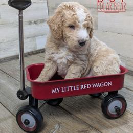 Polar Bear - Cream male Goldendoodle puppy in Cambridge, Minnesota from Country Meadow Doodles