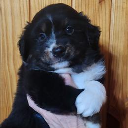 Boy 3, Izzy - Black tri male Miniature Australian Shepherd puppy in Hampton, Tennessee from TC Farms Stock Dogs - Miniature Australian Shepherds