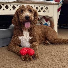 Clementine - Goldendoodle