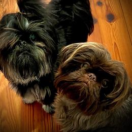 Bunny - Shih Tzu