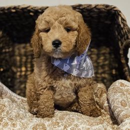 Austin - Apricot male Goldendoodle puppy in Bonham, Texas from Happy Valley Puppies