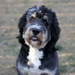 Chancy - Bernedoodle