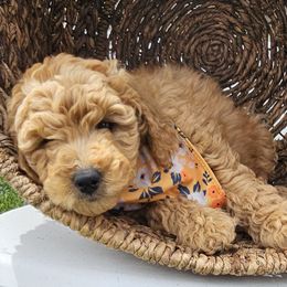 Bernedoodle, Bernese Mountain Dog, Cavapoo, Goldendoodle, and Poodle Puppies from Happy Valley Puppies