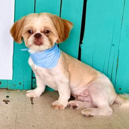 Oliver - Shih Tzu