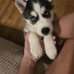 Siberian Husky Puppies from Genine Appello