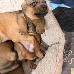 Butters - Sable female Dachshund puppy in Pea Ridge, Arkansas from Cotton Patch Ridge
