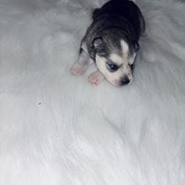Cinderella - Tri-color female Pomsky puppy in Burton, Michigan from Snow Shark Pomskys