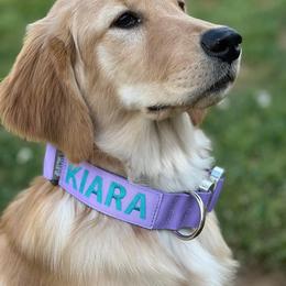 Golden Retriever Puppies from Morgan’s Heart of Gold Retrievers