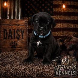 Daisy - Black female Cane Corso puppy in El Paso, Texas from PaPaws Gotta Love It Kennels