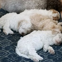 Lagotto Romagnolo Puppies from Lakeside Lagotto