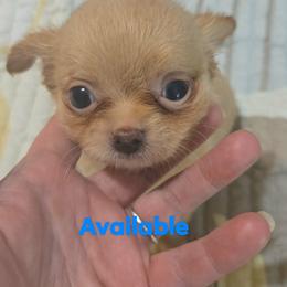 Orion - Gold male Chihuahua puppy in Kyle, Texas from joy of chihuahuas tx