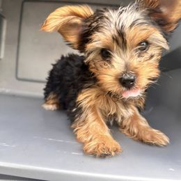 Yorkshire Terrier Puppies from Luna's Treasures