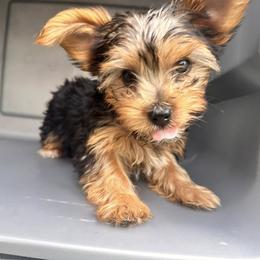 Yorkshire Terrier Puppies from Luna's Treasures