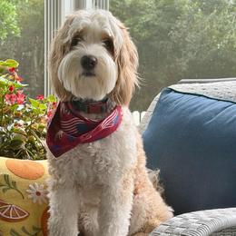 Dolly - Australian Labradoodle