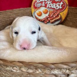 Grits- Gray(Long coat) - White and black male Dalmatian puppy in Claremore, Oklahoma from Lotsofdots Dalmatians