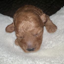 Sisu - Red  female Poodle puppy in Parker, Colorado from Chamberland Poodles