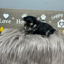 Daisy - Black & tan tri-color female Morkie puppy in Taylorsville, North Carolina from Mountain Top Hot Tailz