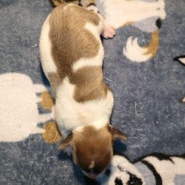 Dr Pepper - Piebald male Dachshund puppy in Marshall, Texas from Wilson's Kennels