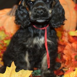 Cocker Spaniel Puppies from Richards' Cocker Kennel