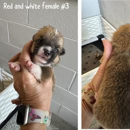 Red and white girl 3 - Red female Pembroke Welsh Corgi puppy in Ocala, Florida from Rivermont Farm
