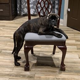 Boxer Puppies from Aleman Euro Boxers