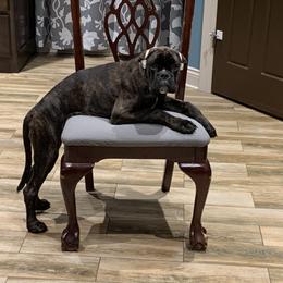 Boxer Puppies from Aleman Euro Boxers