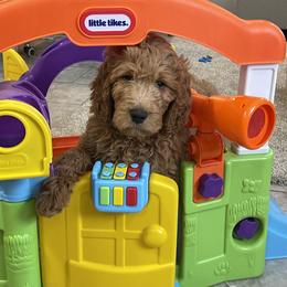 Valentine - Red  male Goldendoodle puppy in Sugarcreek, Ohio from True Hearted Doodles